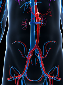 3d rendered illustration of the human vascular system