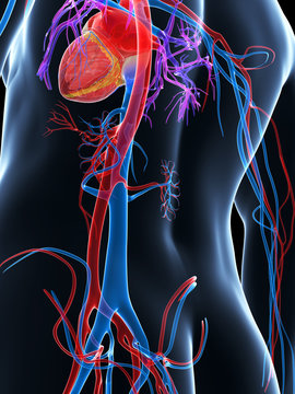 3d rendered illustration of the human vascular system