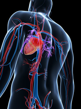 3d rendered illustration of the human vascular system
