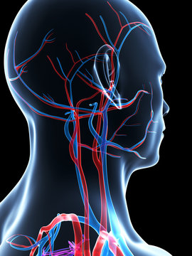 3d rendered illustration of the human vascular system