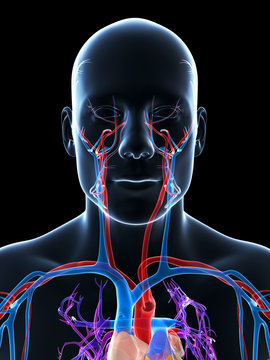 3d rendered illustration of the human vascular system