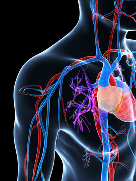 3d rendered illustration of the human vascular system