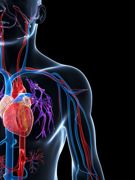 3d rendered illustration of the human vascular system
