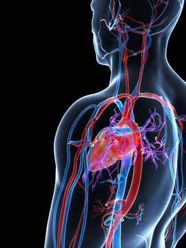 3d rendered illustration of the human vascular system