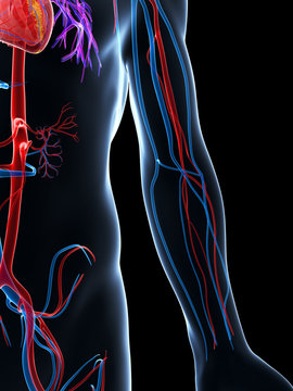 3d rendered illustration of the human vascular system
