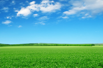 Canvas Print - Beautiful flowering fields