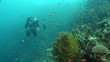 Unterwasserwelt: Am Riff, El Quseir, Rotes Meer