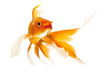 canvas print picture - Golden Koi Fish
