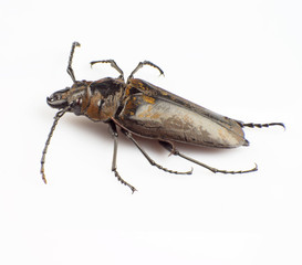 Trictenotomidae