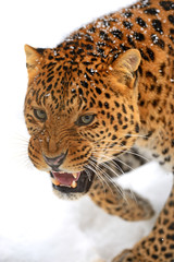 Sticker - Leopard