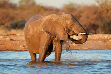 Elephant  Playing In Water, Etosha National Park