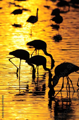 Fototapeta na wymiar Gold sunrise with bird's silhouette
