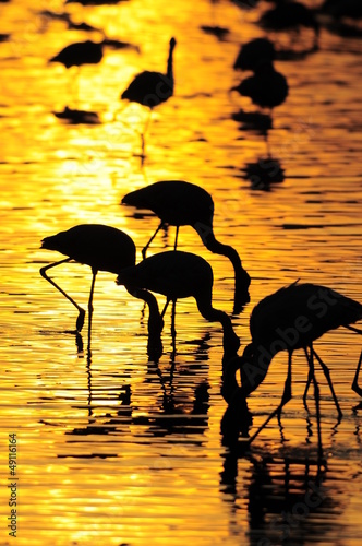 Nowoczesny obraz na płótnie Gold sunrise with bird's silhouette