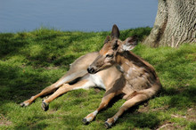 White Tailed Deer Resting Under A Tree Near A Pond