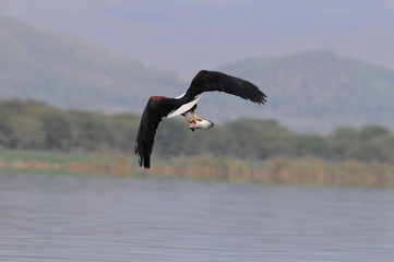 Poster - African fish eagle with  caught fish