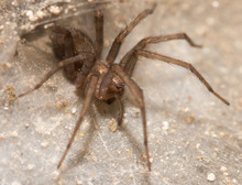 Funnel Web Weaver Grass Spider Out On His Funnel Web