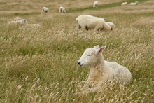 Isolated Sleepy Sheep In Grassfield