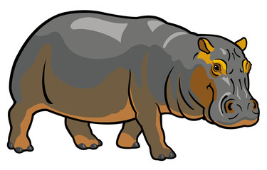 hippopotamus on white