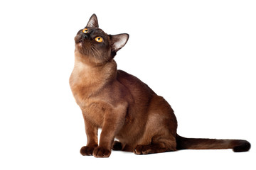 Wall Mural - brown burmese cat