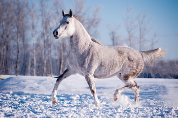 Wall Mural - free white horse on winter background