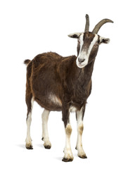 Wall Mural - Toggenburg goat against white background