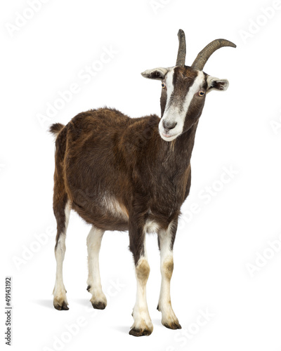 Fotomural Toggenburg goat against white background