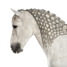 Close-up Of A Male Andalusian With Plaited Mane