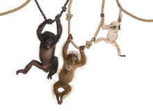Young Orangutan, Young Pileated Gibbon And Young Bonobo