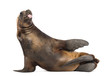 California Sea Lion, 17 years old, lying
