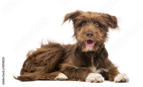 Cuadros en Lienzo Crossbreed, 5 months old, lying and looking at camera