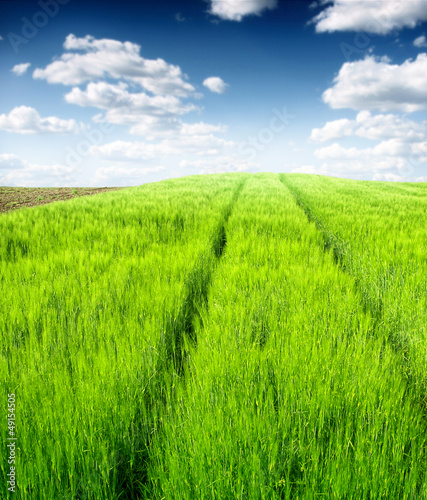 Plissee mit Motiv - green wheat field (von Željko Radojko)