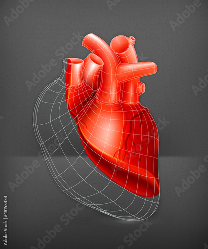 Heart structure