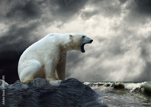 Cuadros en Lienzo Blanco Hunter de oso polar en el hielo en gotas de agua.