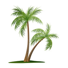 Vector Illustration Of Two Palm Trees