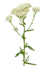 Achillea Millefolium Flower