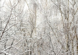 Fototapeta Londyn - Winter landscape, snow-covered trees