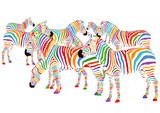 Fototapeta Zebra - Farbenfrohe Zebras