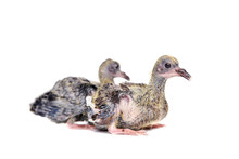 Baby Pigeon Isolated On White Background (12 Days)