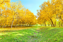 Yellow Autumn Park