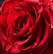 Beautiful Red Rose With Drops
