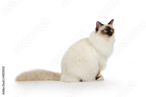 Photographie portrait véritable chat Sacré de Birmanie