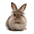 A lying chocolate colored lionhead bunny rabbit