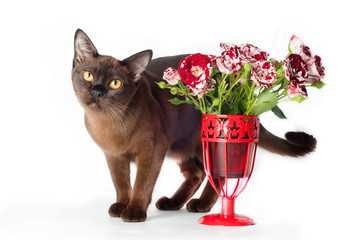 Wall Mural - brown byrmese cat with red flowers