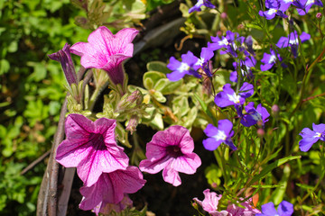 Poster - Pink surfinia and blue lobelia