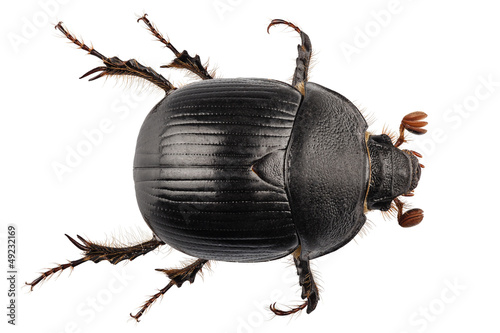 Fotografía earth-boring dung beetle species Geotrupes stercorarius