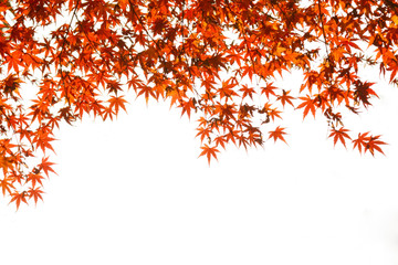 Autumn background