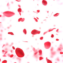 Valentine  Background With Falling Red Rose Petals