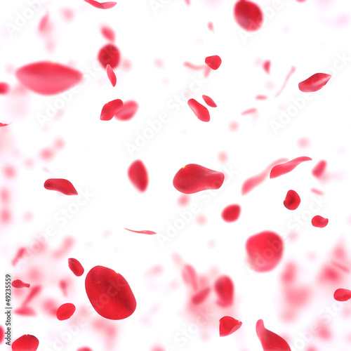 Naklejka ścienna valentine background with falling red rose petals