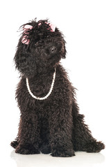 Wall Mural - Black poodle - Schwarzer Pudel