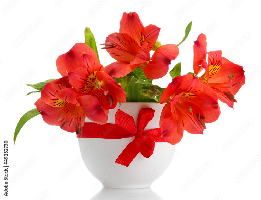 alstroemeria red flowers in vase isolated on white
